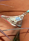 lolo in a malibu strings bikini
